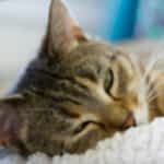 Как удалить шерсть домашних животных с одежды